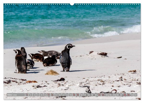 Produktbild: Einfach liebenswert diese Pinguine (hochwertiger Premium Wandkalender 2026 DIN A2 quer), Kunstdruck in Hochglanz