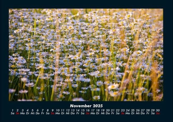 Produktbild: Blumenkalender 2025 Fotokalender DIN A4