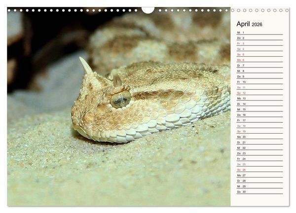 Produktbild: Gef&auml;hrliche Schlangen (Wandkalender 2026 DIN A3 quer), CALVENDO Monatskalender