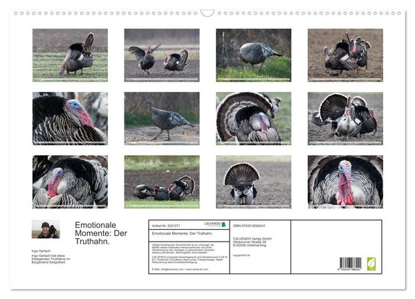 Produktbild: Emotionale Momente: Der Truthahn. (Wandkalender 2026 DIN A2 quer), CALVENDO Monatskalender