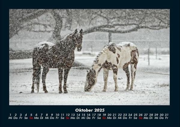 Produktbild: Pferdetraum 2025 Fotokalender DIN A4