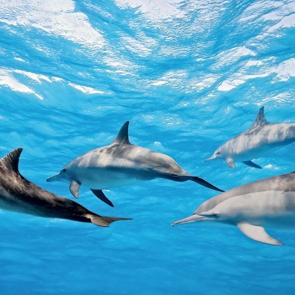 Produktbild: Delfine / Dolphins 2027