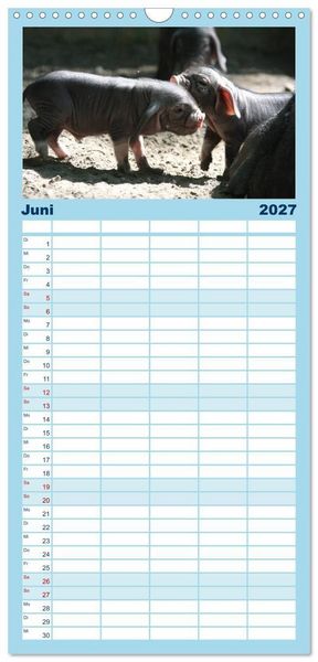 Produktbild: Familienplaner 2027 - Tierische Schweinerei mit 5 Spalten (Wandkalender, 21 x 45 cm) CALVENDO