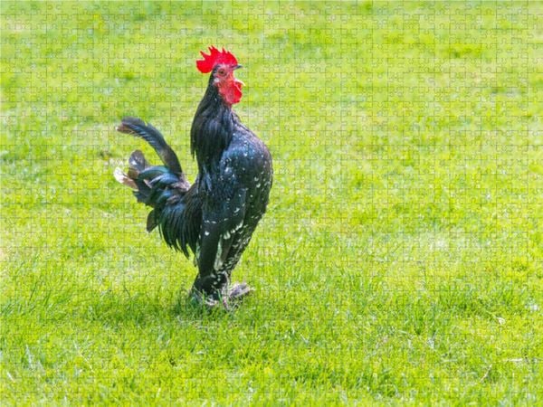 Produktbild: CALVENDO Puzzle Kr&auml;hender Hahn auf einer Wiese | 1000 Teile Lege-Gr&ouml;&szlig;e 64x48cm Foto-Puzzle f&uuml;r gl&uuml;ckliche Stunden
