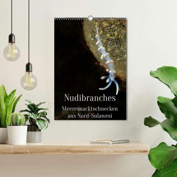 Produktbild: Nudibranches Meeresnacktschnecken aus Nord-Sulawesi (Wandkalender 2026 DIN A3 hoch), CALVENDO Monatskalender