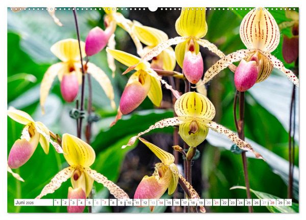 Produktbild: Orchidaceae - Orchideen (Wandkalender 2026 DIN A2 quer), CALVENDO Monatskalender