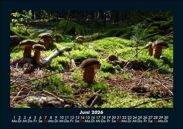 Produktbild: Pilzkalender 2026 Fotokalender DIN A5
