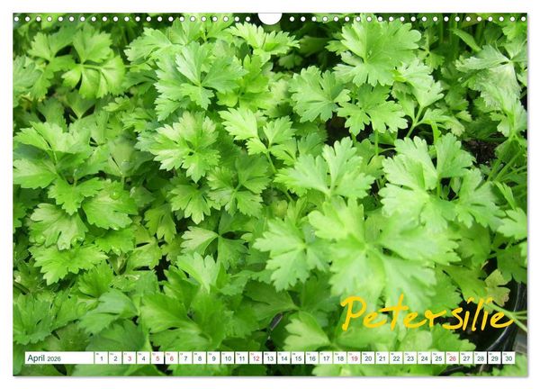 Produktbild: Kr&auml;uter - Gesund, h&uuml;bsch und lecker (Wandkalender 2026 DIN A3 quer), CALVENDO Monatskalender