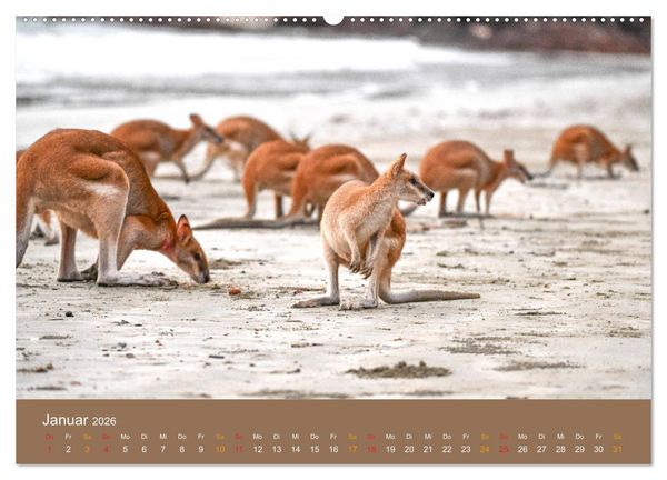 Produktbild: Australien, tierischer Kontinent (Wandkalender 2026 DIN A2 quer), CALVENDO Monatskalender