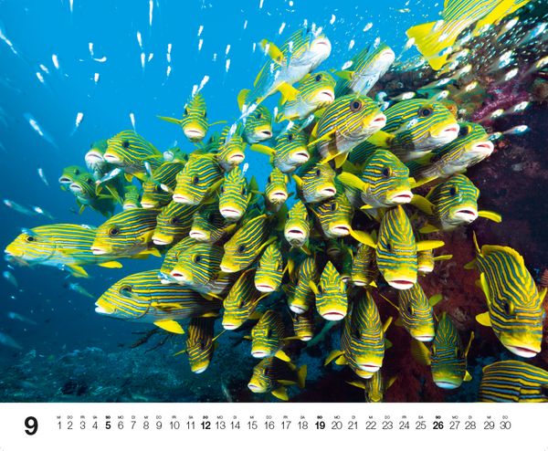 Produktbild: Dive 2027