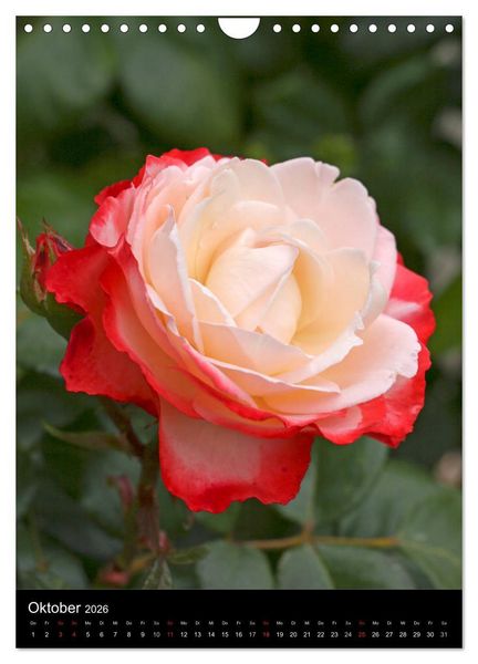 Produktbild: Zauberhafte Rosen (Wandkalender 2026 DIN A4 hoch), CALVENDO Monatskalender