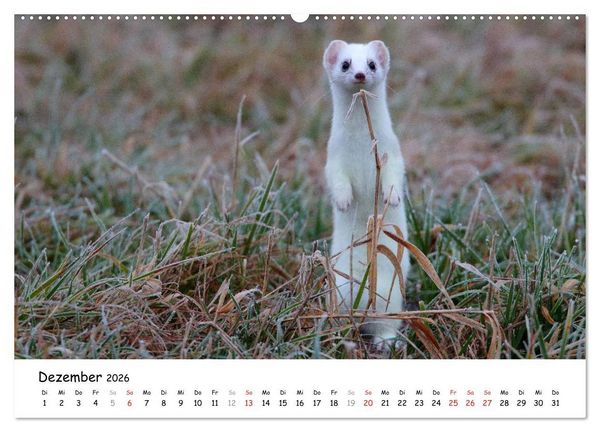 Produktbild: Hermelin - das wieselflinke Raubtier (hochwertiger Premium Wandkalender 2026 DIN A2 quer), Kunstdruck in Hochglanz