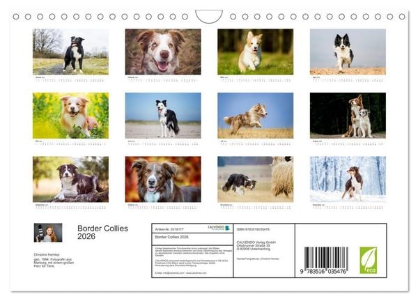 Produktbild: Border Collies 2026 (Wandkalender 2026 DIN A4 quer), CALVENDO Monatskalender