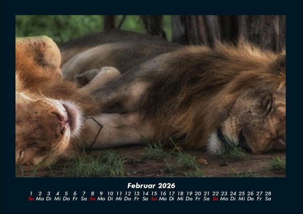 Produktbild: L&ouml;wen in der Wildnis 2026 Fotokalender DIN A4