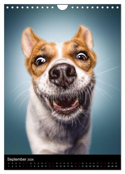 Produktbild: Funny Faces - Lustige Hundebilder (Wandkalender 2026 DIN A4 hoch), CALVENDO Monatskalender