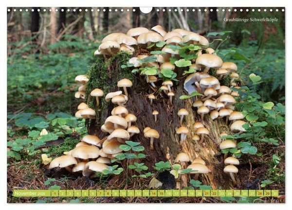 Produktbild: Pilze finden - das ganze Jahr! (Wandkalender 2026 DIN A3 quer), CALVENDO Monatskalender