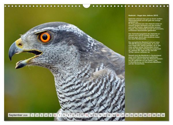 Produktbild: Heimische V&ouml;gel des Jahres (Wandkalender 2026 DIN A3 quer), CALVENDO Monatskalender