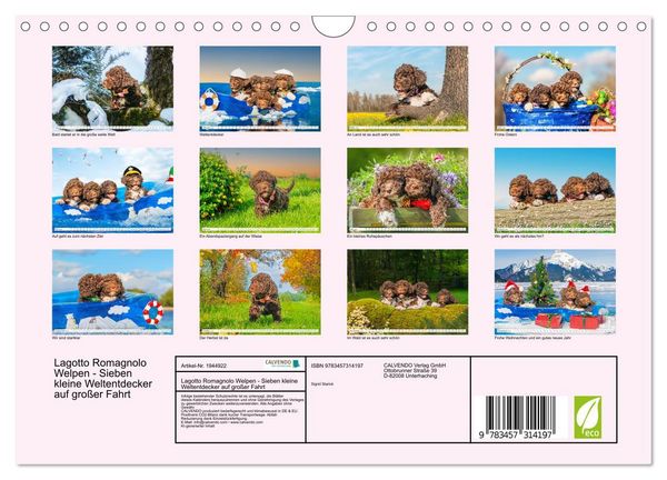 Produktbild: Lagotto Romagnolo Welpen - Sieben kleine Weltentdecker auf gro&szlig;er Fahrt (Wandkalender 2026 DIN A4 quer), CALVENDO Monatskalender