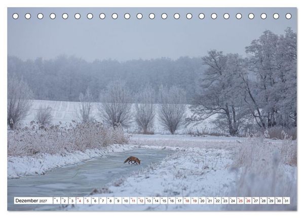 Produktbild: Wildtiere im M&uuml;ritz-Nationalpark (Tischkalender 2027 DIN A5 quer), CALVENDO Monatskalender