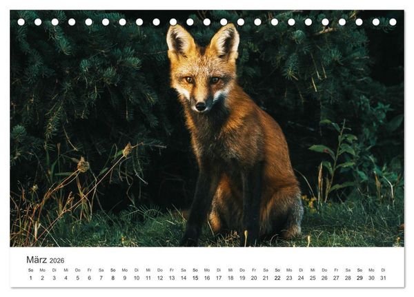 Produktbild: Flinke F&uuml;chse (Tischkalender 2026 DIN A5 quer), CALVENDO Monatskalender