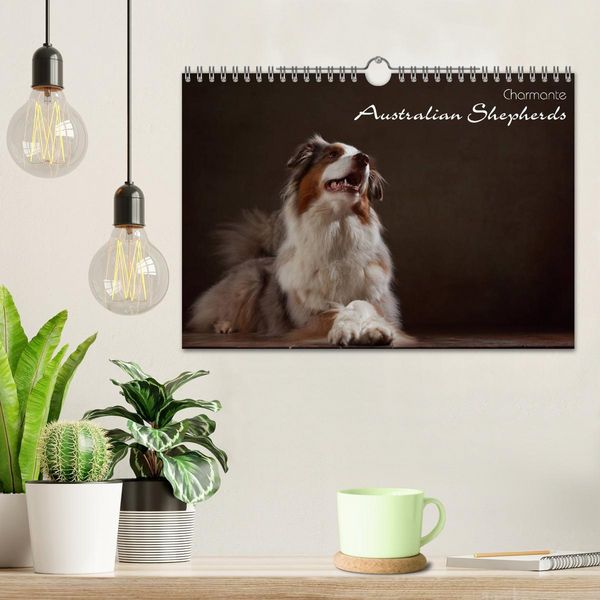 Produktbild: Charmante Australian Shepherds (Wandkalender 2026 DIN A4 quer), CALVENDO Monatskalender
