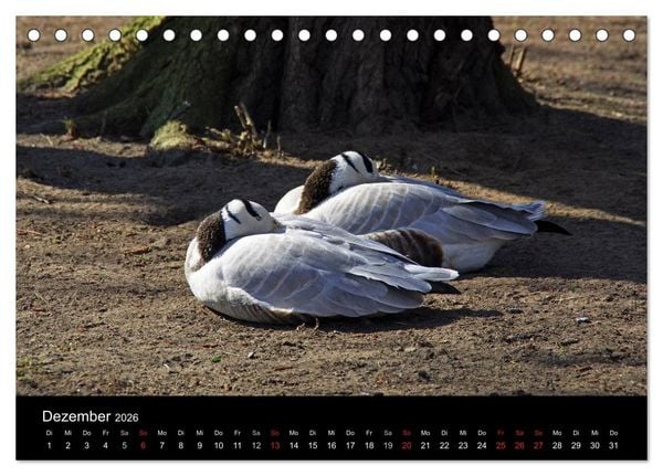 Produktbild: Welt der Tiere (Tischkalender 2026 DIN A5 quer), CALVENDO Monatskalender