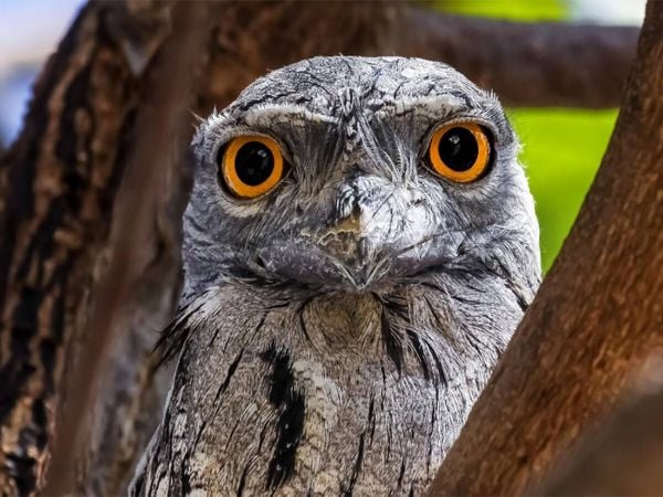 Produktbild: CALVENDO Puzzle Eulenschwalm (Podargus strigoides) | 1000 Teile Lege-Gr&ouml;&szlig;e 64x48cm Foto-Puzzle f&uuml;r gl&uuml;ckliche Stunden