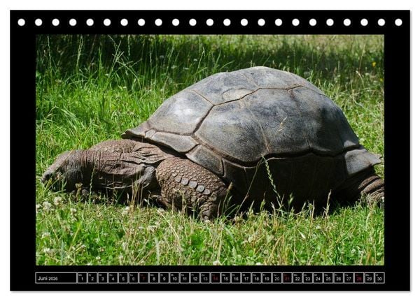 Produktbild: Dresdner Zootiere 2026 (Tischkalender 2026 DIN A5 quer), CALVENDO Monatskalender