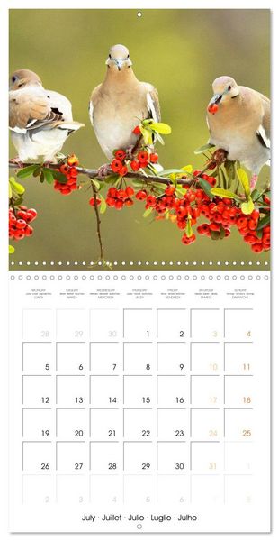 Produktbild: Doves: Gentle Beauty (Wall Calendar 2027 12 &times; 12 Inch) CALVENDO 12 Month Wall Calendar