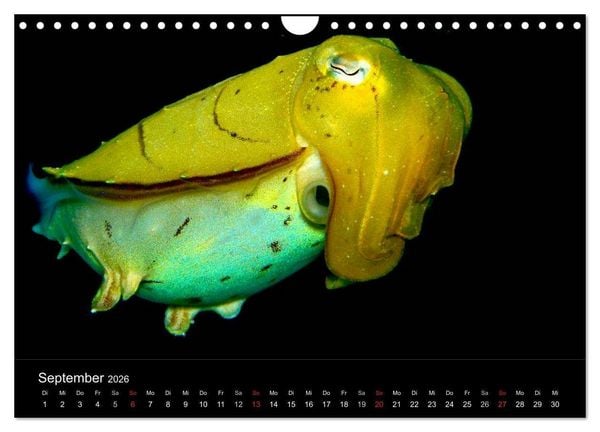 Produktbild: Faszination Makro Unterwasser (Wandkalender 2026 DIN A4 quer), CALVENDO Monatskalender