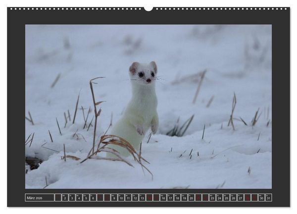 Produktbild: Winterzauber - Tiere in Eis und Schnee (Wandkalender 2026 DIN A2 quer), CALVENDO Monatskalender