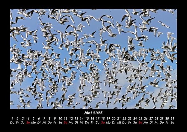 Produktbild: Welt der V&ouml;gel 2025 Fotokalender DIN A3