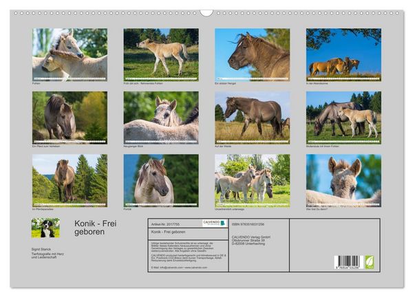 Produktbild: Konik - Frei geboren (Wandkalender 2026 DIN A2 quer), CALVENDO Monatskalender