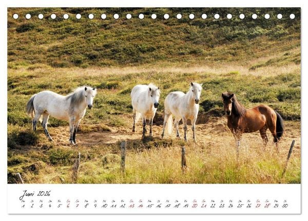 Produktbild: Islandpferde take it Isi (Tischkalender 2026 DIN A5 quer), CALVENDO Monatskalender