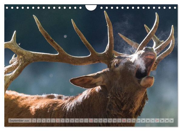 Produktbild: Emotionale Momente: Wild und Jagd. (Wandkalender 2026 DIN A4 quer), CALVENDO Monatskalender