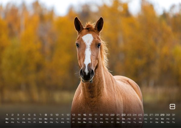 Produktbild: Pferdegefl&uuml;ster - Der Pferdekalender - 2027 - Kalender DIN A3