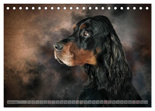 Produktbild: Jagdhunde im Portrait (Tischkalender 2026 DIN A5 quer), CALVENDO Monatskalender
