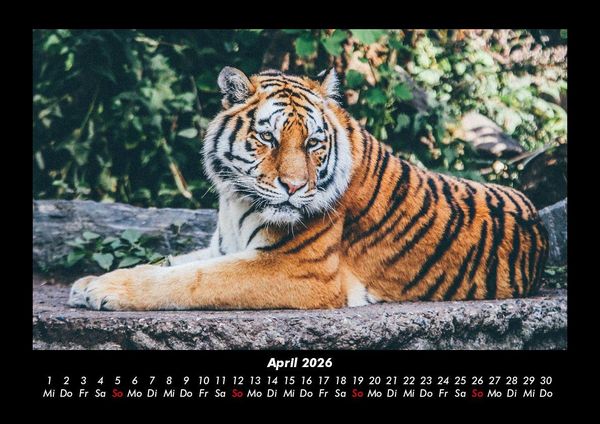 Produktbild: Tiger 2026 Fotokalender DIN A3