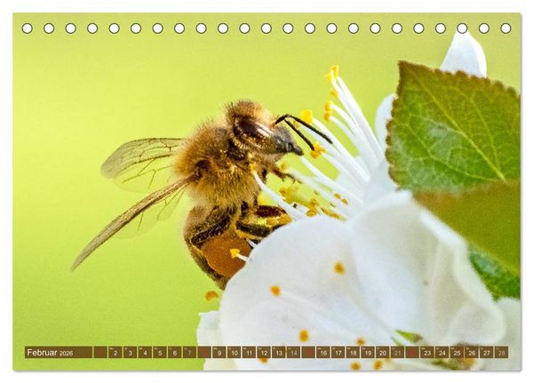 Produktbild: BIENEN - Kleine N&uuml;tzlinge ganz gro&szlig; (Tischkalender 2026 DIN A5 quer), CALVENDO Monatskalender