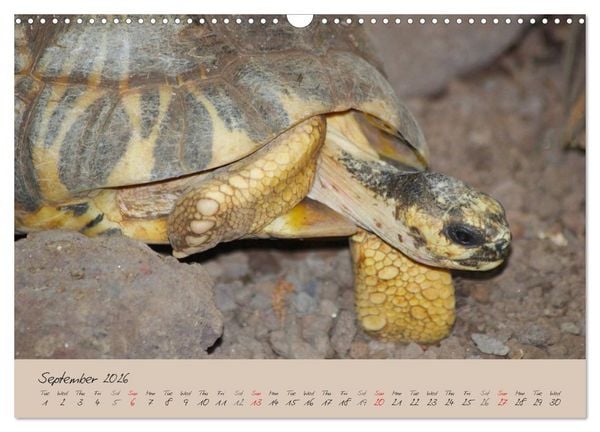 Produktbild: Turtles and Tortoise / UK-Version (Wall Calendar 2026 DIN A3 landscape), CALVENDO 12 Month Wall Calendar