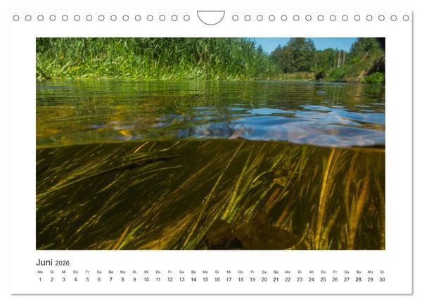 Produktbild: Unter Wasser in B&auml;chen und Fl&uuml;ssen (Wandkalender 2026 DIN A4 quer), CALVENDO Monatskalender