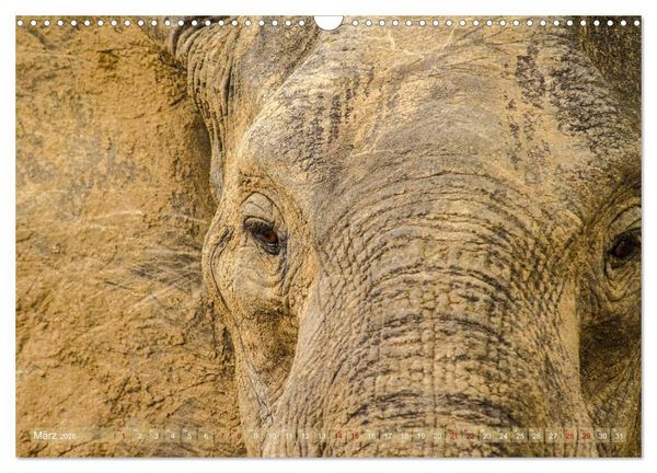 Produktbild: Elefanten in Afrika - Die mit den gro&szlig;en Ohren (Wandkalender 2026 DIN A3 quer), CALVENDO Monatskalender