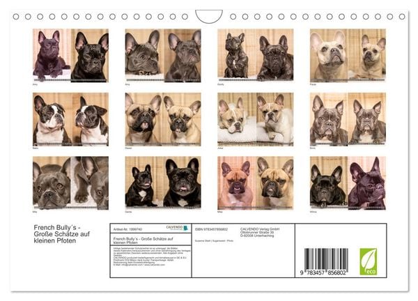 Produktbild: French Bully&acute;s - Gro&szlig;e Sch&auml;tze auf kleinen Pfoten (Wandkalender 2026 DIN A4 quer), CALVENDO Monatskalender