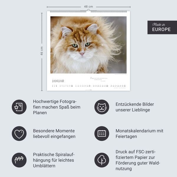 Produktbild: Katzen - Diven auf Samtpfoten Kalender 2027 - Diven auf Samtpfoten