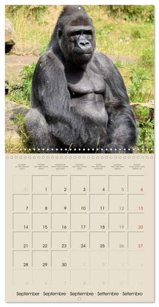 Produktbild: Gorillas &bull; The Gentle Giants (Wall Calendar 2026 12 &times; 12 Inch) CALVENDO 12 Month Wall Calendar