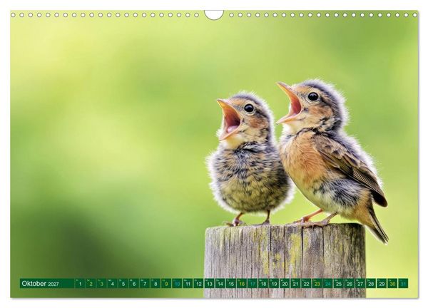 Produktbild: Tierkinder der L&uuml;fte - Vogelwelt (Wandkalender 2027 DIN A3 quer), CALVENDO Monatskalender