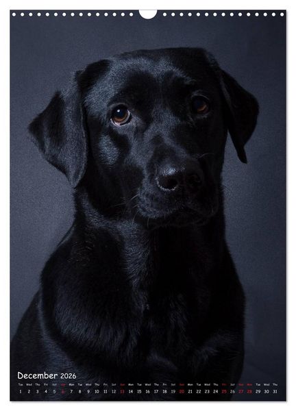 Produktbild: Dogs in Style (Wall Calendar 2026 DIN A3 portrait), CALVENDO 12 Month Wall Calendar