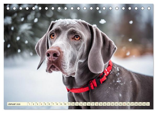 Produktbild: Weimaraner - der ideale Jagdbegleiter (Tischkalender 2026 DIN A5 quer), CALVENDO Monatskalender