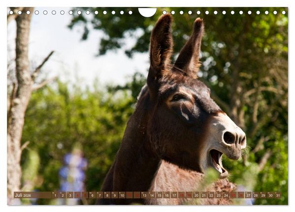 Produktbild: Esel - Sixtus Loreley (Wandkalender 2026 DIN A4 quer), CALVENDO Monatskalender