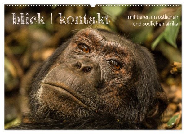 Produktbild: blick kontakt mit tieren im &ouml;stlichen und s&uuml;dlichen afrika (Wandkalender 2026 DIN A2 quer), CALVENDO Monatskalender